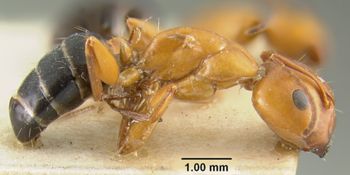 Media type: image;   Entomology 21527 Aspect: habitus lateral view